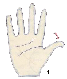 expenditure lines in palm